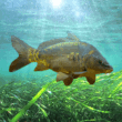 3DCARP 2 3.1 – Engaging Fishing Simulation Game for Android 1 3DCARP 2 3.1 – Engaging Fishing Simulation Game for Android