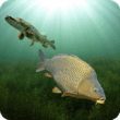3DCARP 10.6 – Engaging Fishing Simulation Game for Android 1 3DCARP 10.6 – Engaging Fishing Simulation Game for Android