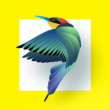 Bird Identifier 1.4 – Fascinating Bird Identification App for Android!