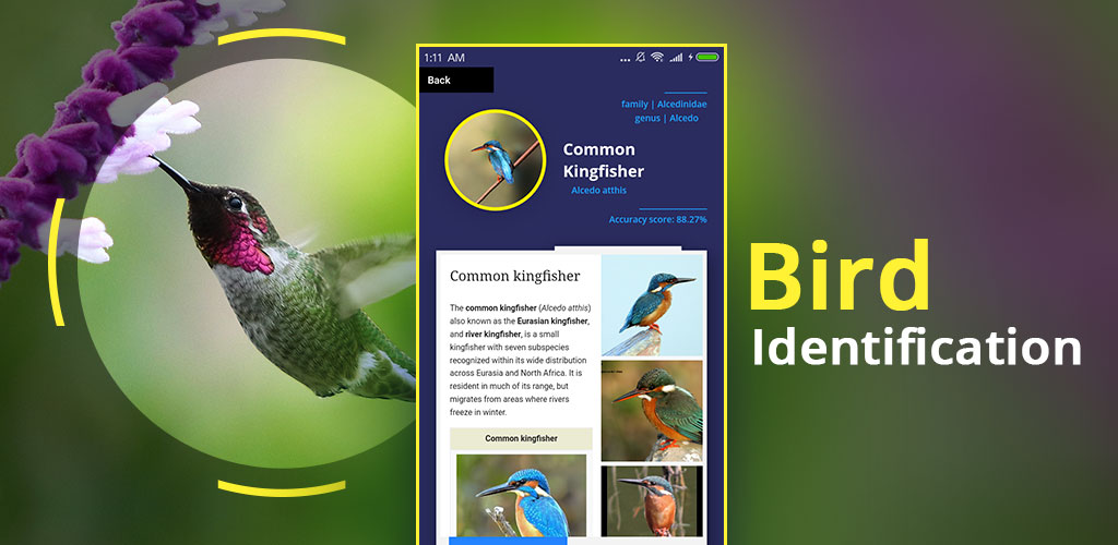Bird Identifier