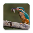 Birds Of Europe 1.0.0 – European Bird Identification App for Android 1 Birds Of Europe 1.0.0 – European Bird Identification App for Android