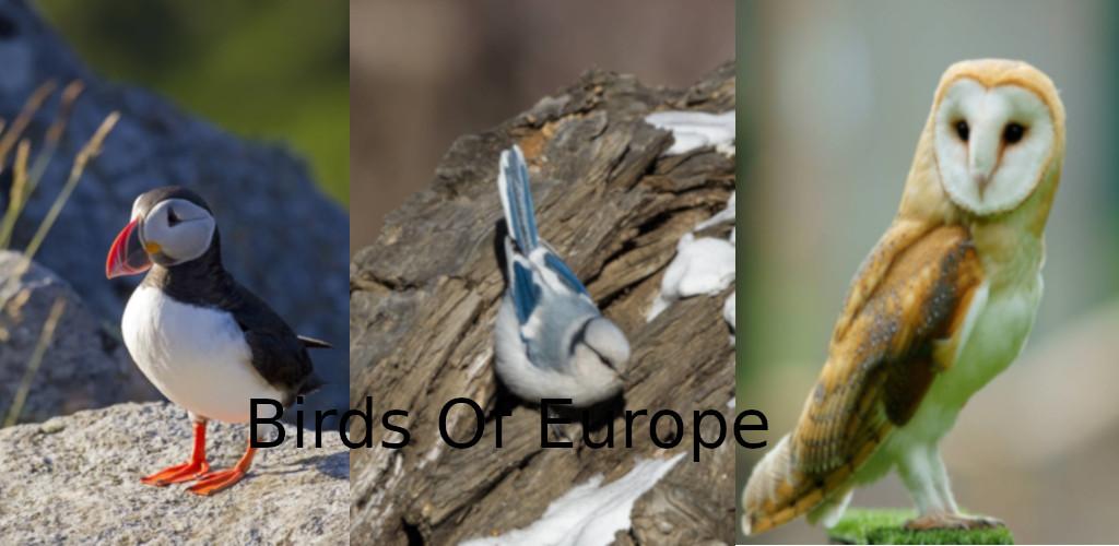 Birds Of Europe Birds Of Europe