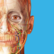 Human Anatomy Atlas 2018 Full 2018.5.47 – Complete 3D Human Body Anatomy for Android! 1 Human Anatomy Atlas 2018 Full 2018.5.47 – Complete 3D Human Body Anatomy for Android!