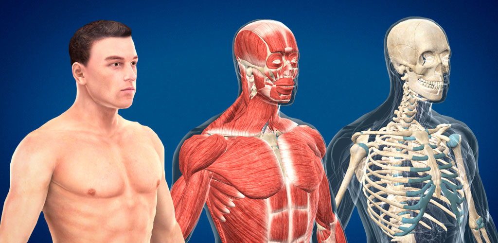 Human Body (Male) Educational VR 3D Human Body (Male) Educational VR 3D