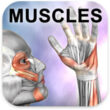Learn Muscles: Anatomy 1.6.0 – Comprehensive Muscle Anatomy App for Android + MOD + Database 1 Learn Muscles: Anatomy 1.6.0 – Comprehensive Muscle Anatomy App for Android + MOD + Database