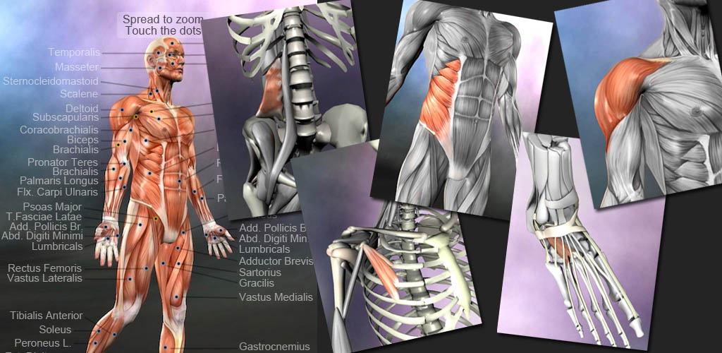 Learn Muscles: Anatomy Learn Muscles: Anatomy