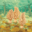 Morels 1.10.03 – Exciting Card Game “Edible Mushrooms” for Android 1 Morels 1.10.03 – Exciting Card Game “Edible Mushrooms” for Android