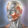 Muscle and Bone Anatomy 3D 1.2.1 – Skeletal and Muscular System Anatomy App for Android + Database