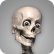 Skelly: Poseable Anatomy Model 1.12 – Human Skeleton Anatomy App for Android 1 Skelly: Poseable Anatomy Model 1.12 – Human Skeleton Anatomy App for Android