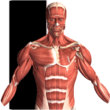 Visual Anatomy 5.1 – 3D Anatomy App for Android