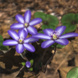 Yukiwarisou 3D Live Wallpaper Pro 1.41 – Stunning Floral Live Wallpaper for Android 1 Yukiwarisou 3D Live Wallpaper Pro 1.41 – Stunning Floral Live Wallpaper for Android