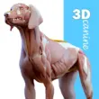 Complete Canine 3D – A Comprehensive Mobile Reference for Learning Dog Anatomy! 1 Complete Canine 3D – A Comprehensive Mobile Reference for Learning Dog Anatomy!