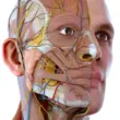 Visual Anatomy 3D – An Interactive and Detailed Experience of Exploring the Human Body Structure