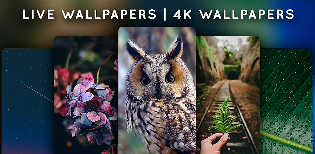 Live Wallpapers, 4K Wallpapers Live Wallpapers, 4K Wallpapers